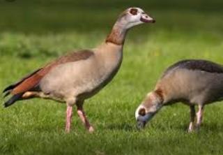 Jachtveld gezocht