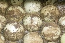 Overtollige voorraad nieuwe HDPE balansballen voor