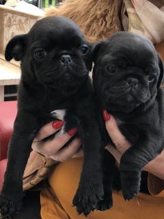 Gezonde mops puppies